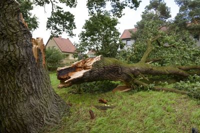 Emergency Tree Removal detail