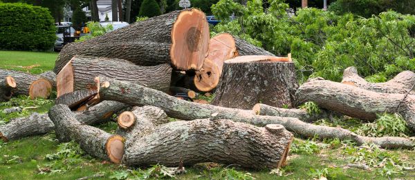 Large Tree Removal in Elkhart