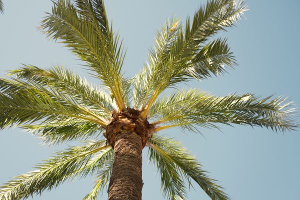 Palm Tree Removal in Elkhart