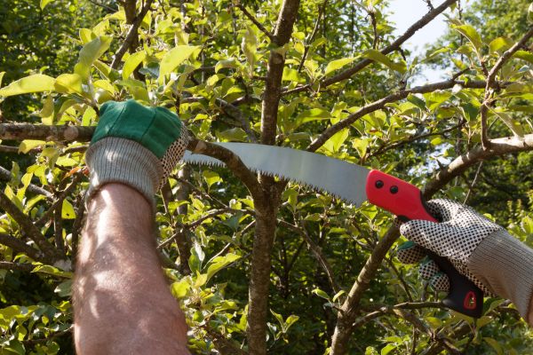Small Tree Removal in Elkhart