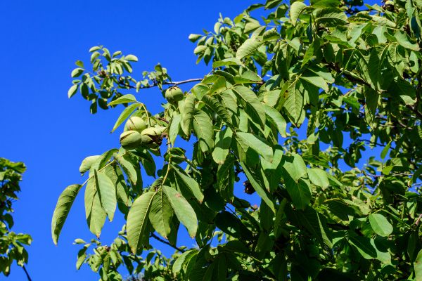 Walnut Tree Removal in Elkhart