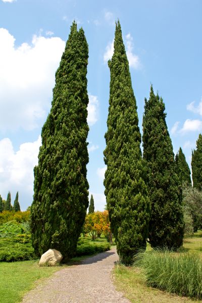 Cypress Tree Removal in Elkhart
