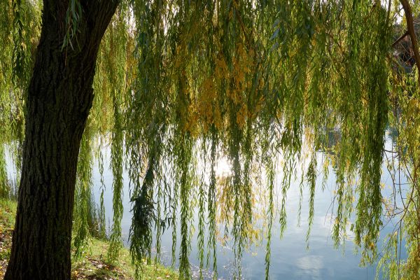Willow Tree Removal in Elkhart