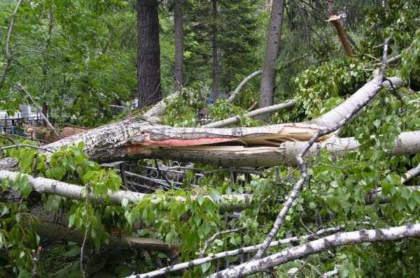 Birch Tree Removal in Elkhart