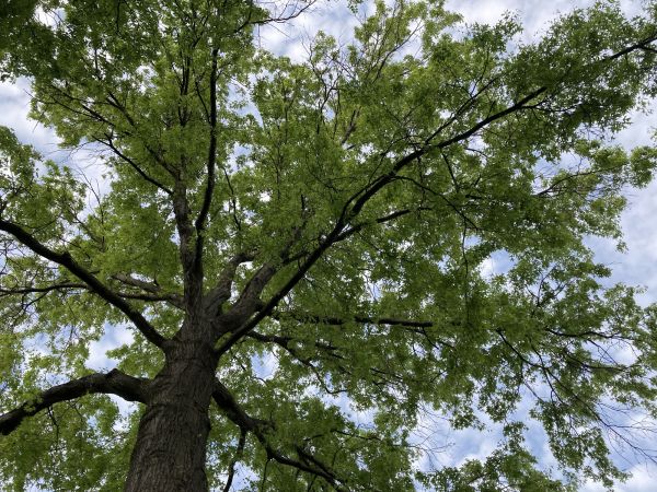 Oak Tree Removal in Elkhart