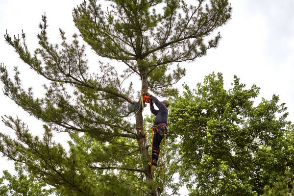 Pine Tree Removal in Elkhart