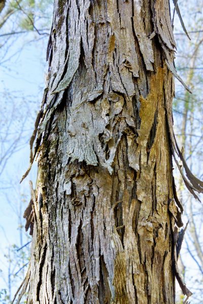 Hickory Tree Removal in Elkhart