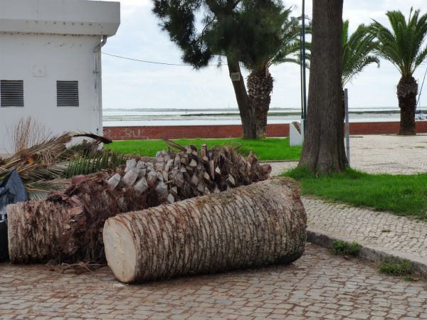 Palm Trees Removal in Elkhart