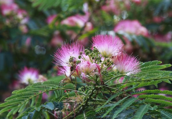 Mimosa Tree Removal in Elkhart