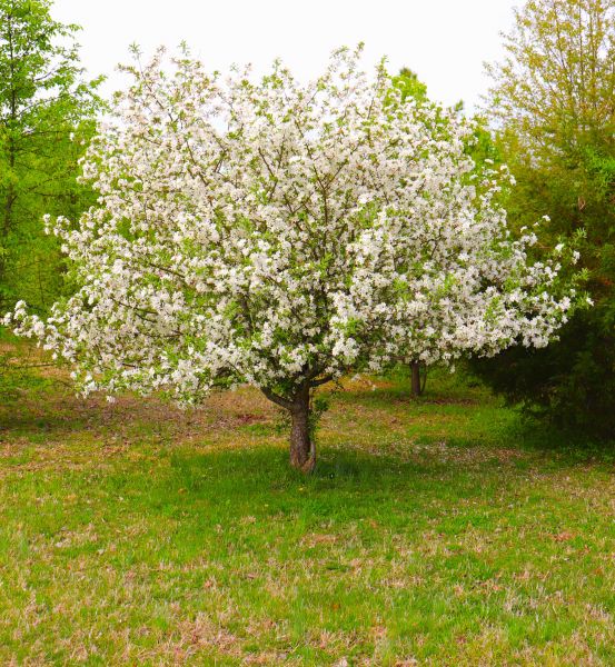 Dogwood Tree Removal in Elkhart