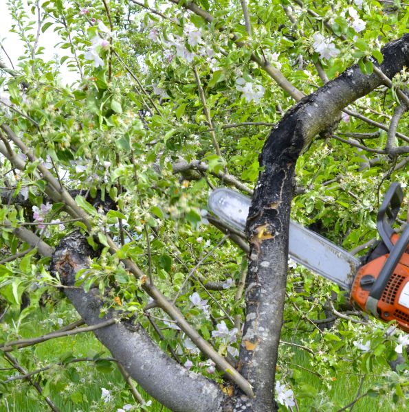Apple Tree Removal in Elkhart