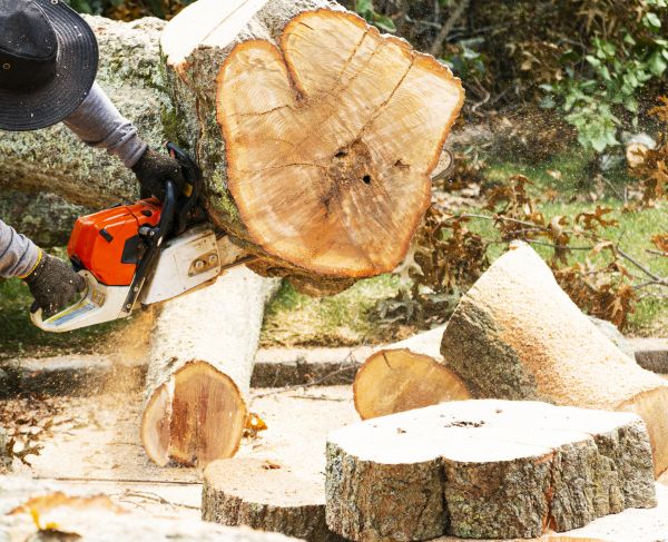 Tree Removal Service in Elkhart