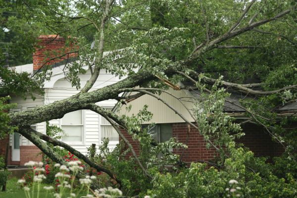Emergency Tree Removal in Elkhart