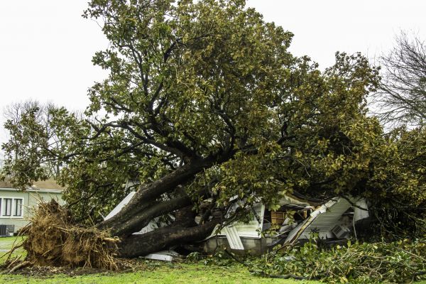 Fallen Tree Removal in Elkhart