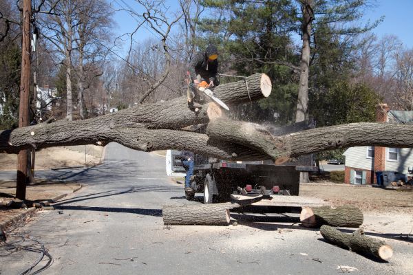 Residential Tree Removal in Elkhart