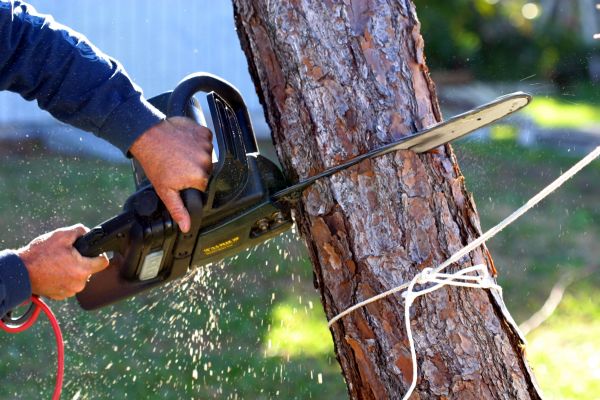 Dead Tree Removal in Elkhart
